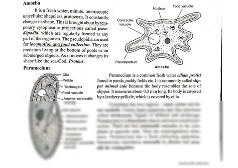 SOLUTION: Amoeba paramecium trypanosoma entamoeba single cell organisms explain with diagram ...