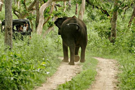 Explore the Mysore to Bandipur Tour Package for 1 Night and 2 Days