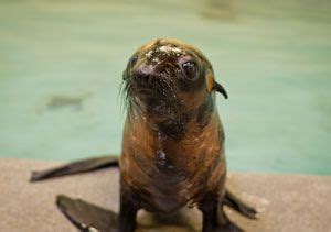 Northern Fur Seal Naming Contest - New England Aquarium | Fur seal ...