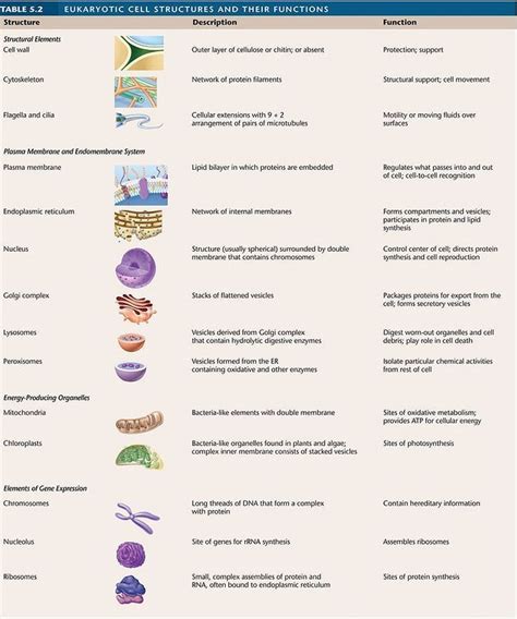 Teaching biology, Biology college, Cell biology