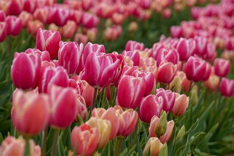 Tulip Flower Field Texas | Best Flower Site