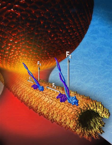 Motor proteins prefer slow, steady movement | Cell biology, Molecular biology, Biology