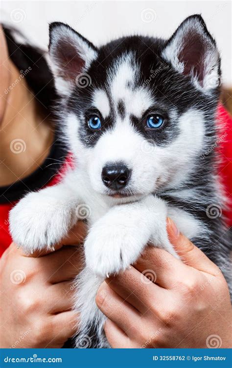 Siberian husky puppy stock photo. Image of small, siberian - 32558762