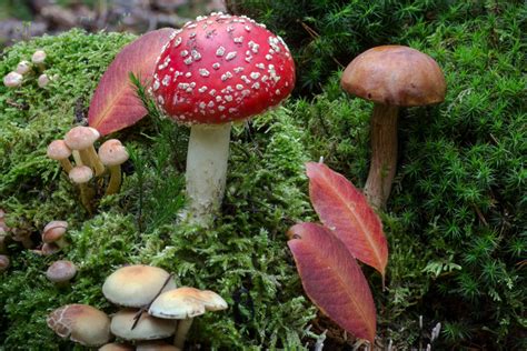 Free Images : botany, forest floor, fungus, mushrooms, woodland, agaric, bolete, chestnut ...