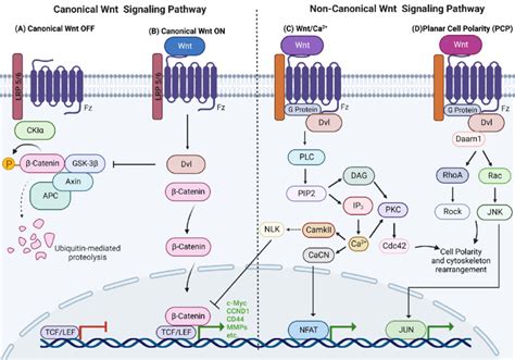 Overview of Wnt signaling pathways. (A) Canonical Wnt pathway off. (B)... | Download Scientific ...