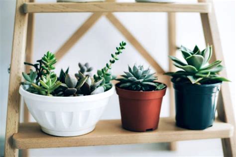 25 Awesome Low Light Succulents: The Complete Species Guide