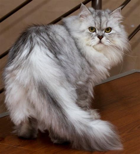 Persian Cat Colors - Dogs And Cats Wallpaper