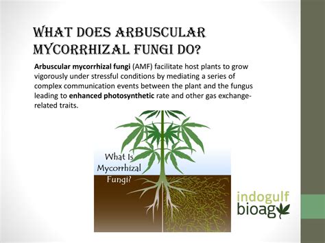 PPT - Arbuscular mycorrhizal fungi enhancing plant growth PowerPoint Presentation - ID:11028815