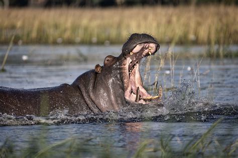 Chobe River Safari - Idube Photo Safaris