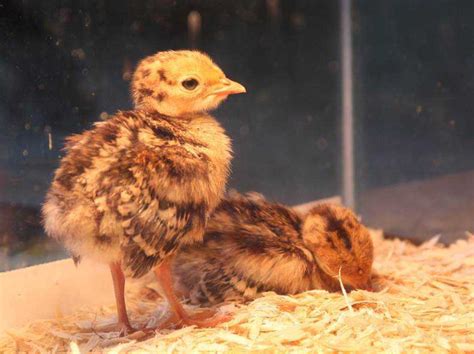 For These Two Chicks, Any Mother Will Do : NPR