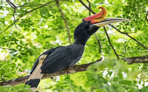 Rhinoceros Hornbill Wallpapers - Wallpaper Cave