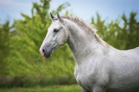 12 White Horse Breeds (With Pictures) | Pet Keen