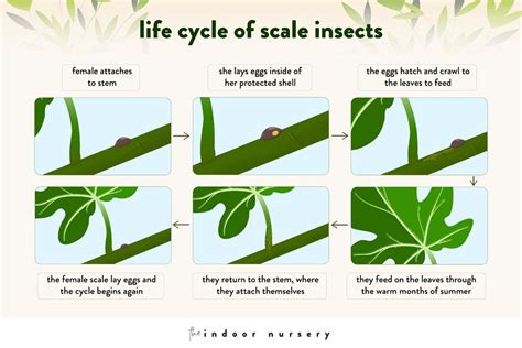 Life Cycle Of Scale Insects