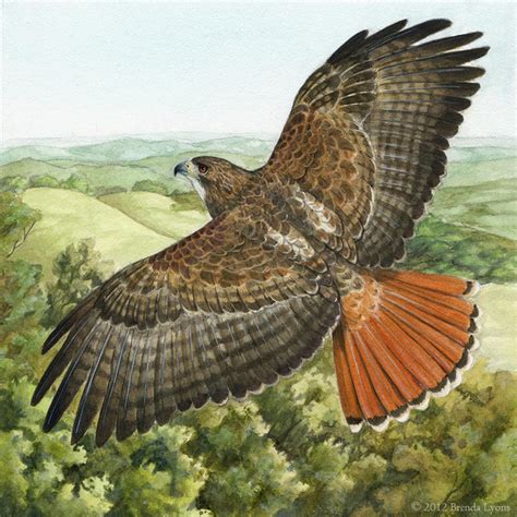 Red-Tailed Hawk by windfalcon on DeviantArt