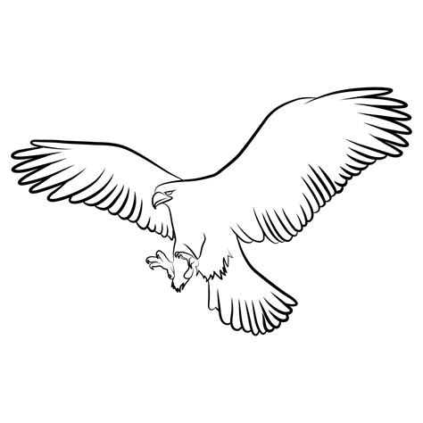 Eagle in Outline Sketch. 7768856 Vector Art at Vecteezy