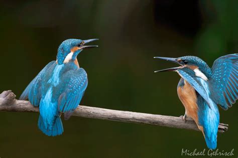 Download Animal Kingfisher Gif - Gif Abyss