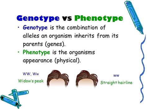 what is a genotype - Google Search | Physics, Widow's peak, Biology