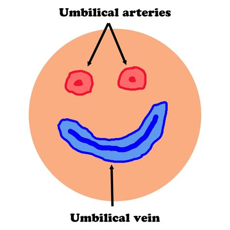 Umbilical vessels - First10EM