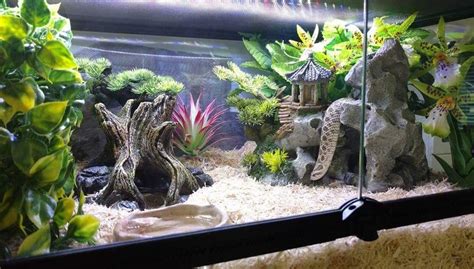 Environmental Enrichment: Decorating Your Hognose Snake Enclosure