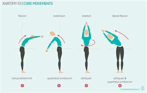 Flexion Anatomy