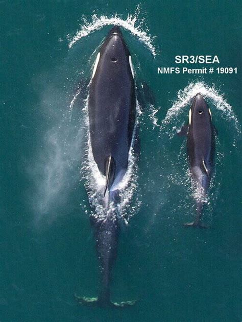 Tahlequah, Orca That Carried Dead Calf's Body For 17 Days, Is Pregnant Again