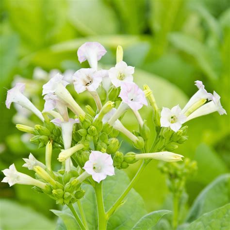 Flowering Tobacco, Woodland Tobacco seeds - Nicotiana sylvestris - 25000 seeds – Garden Seeds ...