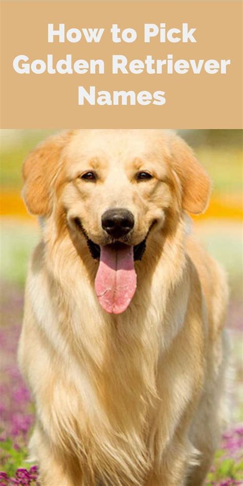 Golden retriever names 101 best cute names – Artofit