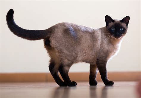 Siamese Cat | Great Pet Care