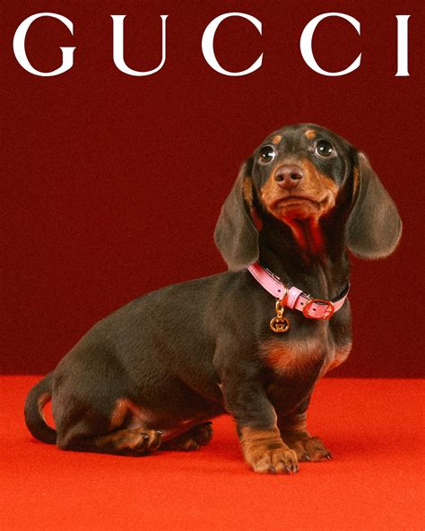 Gucci 'Pet Collection' 2022 Ad Campaign | The Impression