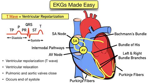 Ecg Waveform Explained Ekg Labeled Diagrams And Components Ezmed My | The Best Porn Website