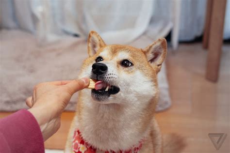 Wow this is doge - The Verge