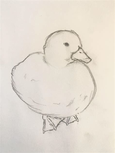 Duck Drawings