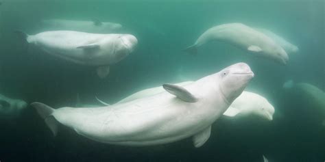 Aqua-gliding with Beluga Whales in Churchill, Manitoba. | Big Fish ...