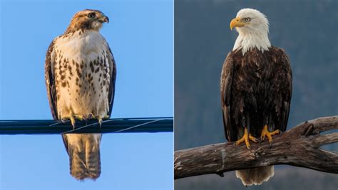 Difference Between a Hawk and an Eagle - Differences Finder