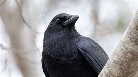 Wallpaper raven, bird, beak, wildlife, black hd, picture, image