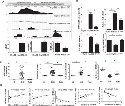 Expression and histone modifications of the IL-8 gene. ( A ) IL-8 gene... | Download Scientific ...