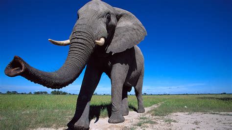 Elephant trunks are long-distance food detectors | Science | AAAS