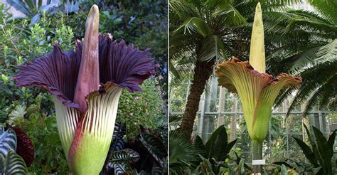 Amorphophallus titanum (Titan Arum) - World of Flowering Plants