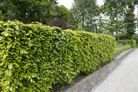 Pruning beech hedges: when & how - Plantura