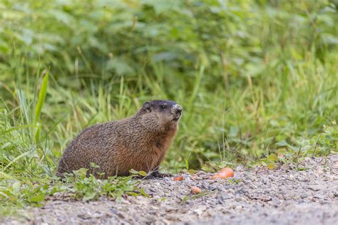 Beaver in its habitat Photograph by Josef Pittner - Fine Art America