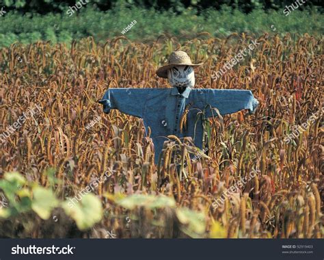 Photo Scarecrow Corn Field On Sunny Stock Photo 92919403 - Shutterstock