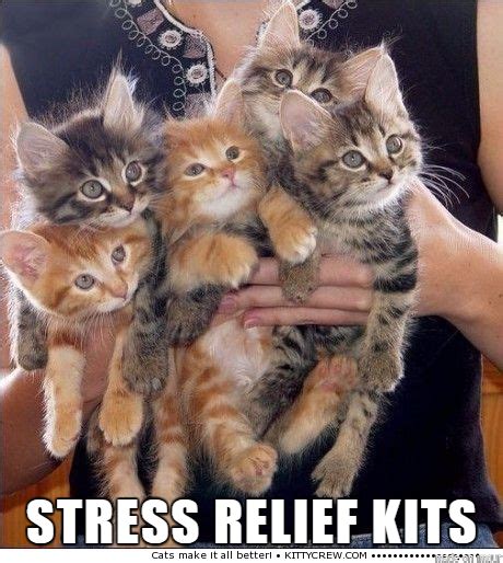 Stress Relief Kits - Meme Guy