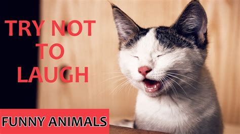 Try Not To Laugh At These Funny Animals - Video Of The Week Compilation ...