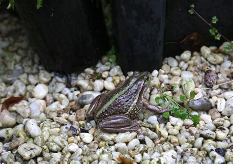 Tasmanian Grants Awarded for National Science Week 2023 - National Science Week