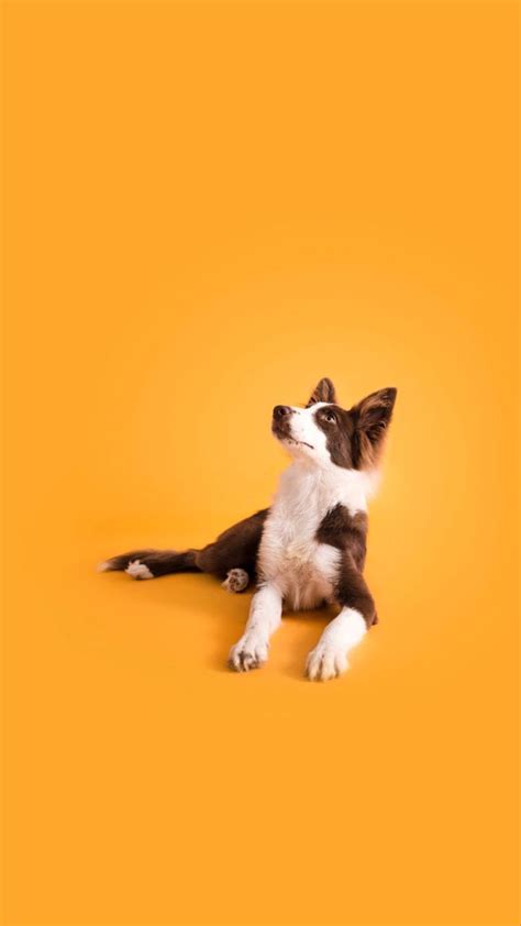 a brown and white dog laying on top of an orange background