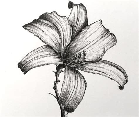 How to Draw Flowers with Pen and Ink | Flower drawing, Watercolor flower art, Flower art drawing