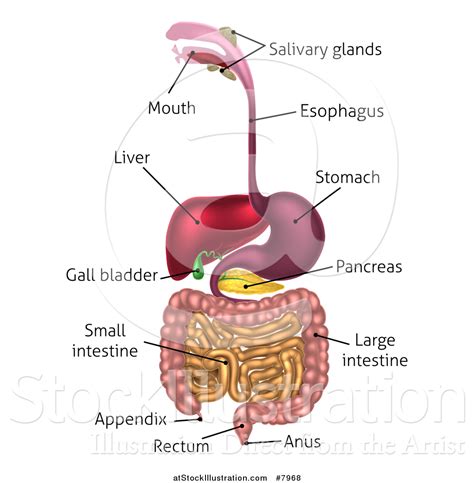 Vector Illustration of a 3d Labeled Diagram of the Human Digestive System, Digestive Tract ...