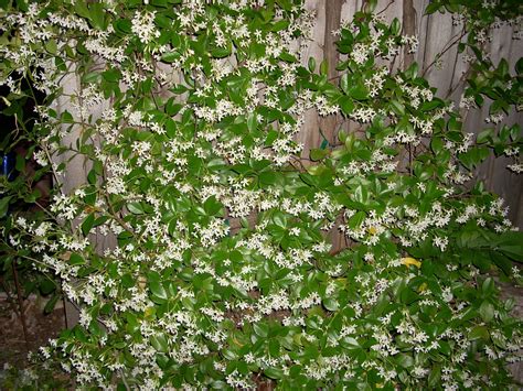 Trellis ideas:Star Jasmine | Indoor herb garden diy, Star jasmine, Trellis