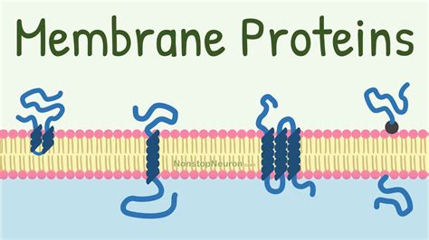 Physiology Membrane Proteins