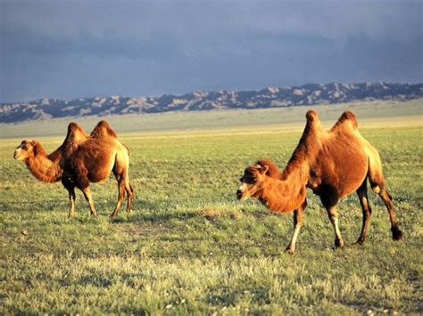 Bactrian Camel - Diet, Pictures, Facts, Habitat, Behavior, Life Cycles ...